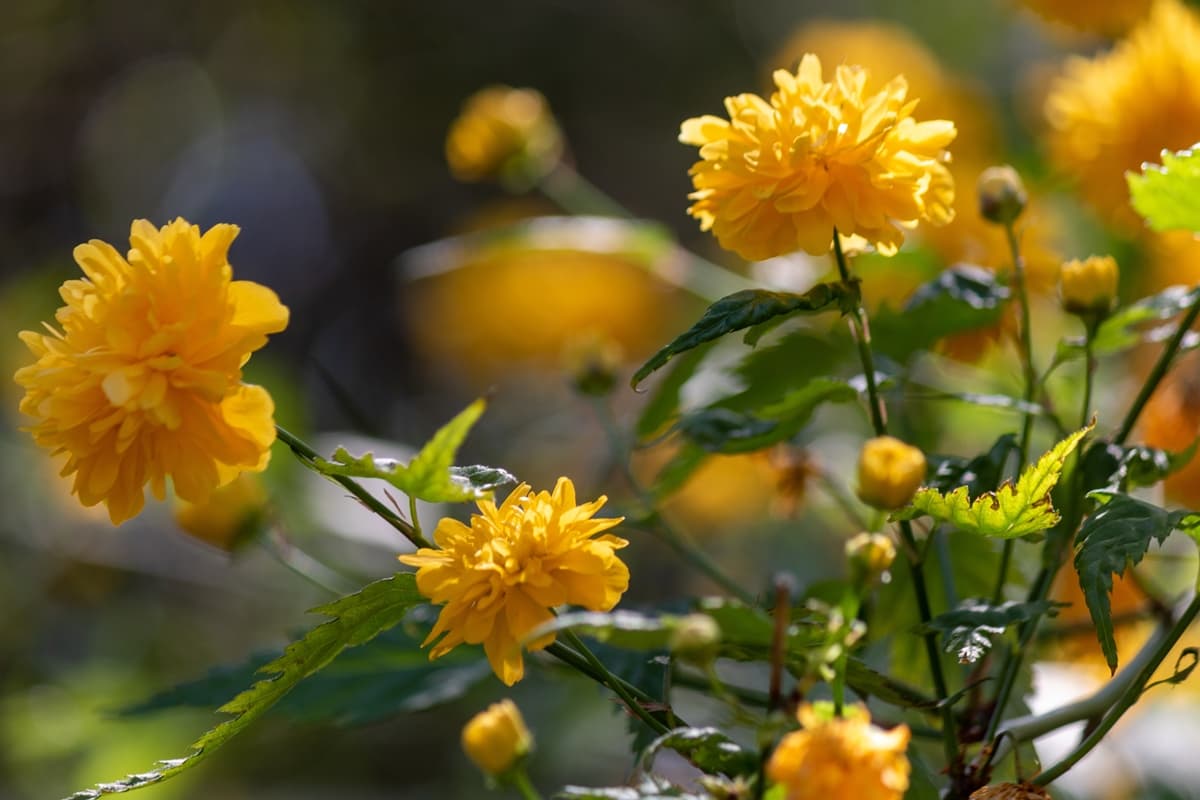 Resíduos de vinho podem ser usados para produzir flores comestíveis, diz estudo