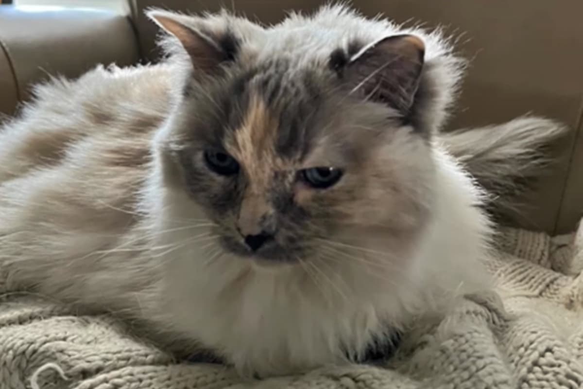 Família descobre que gata foi mantida viva após pedido de eutanásia em hospital nos EUA