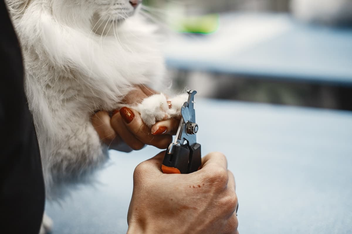 Corte de unhas de pets evita dores nas articulações e problemas de saúde graves