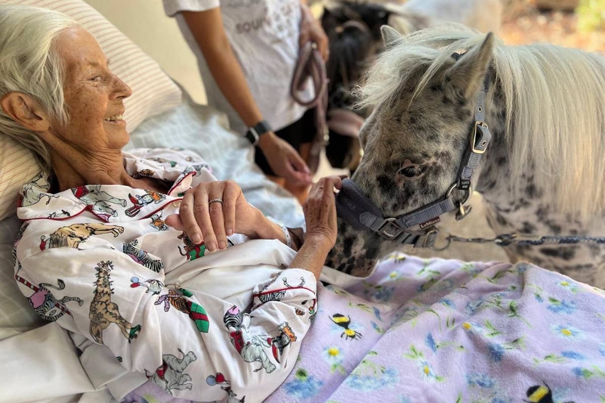 Paciente com câncer terminal realiza desejo de sentir cheiro de cavalos antes de morrer