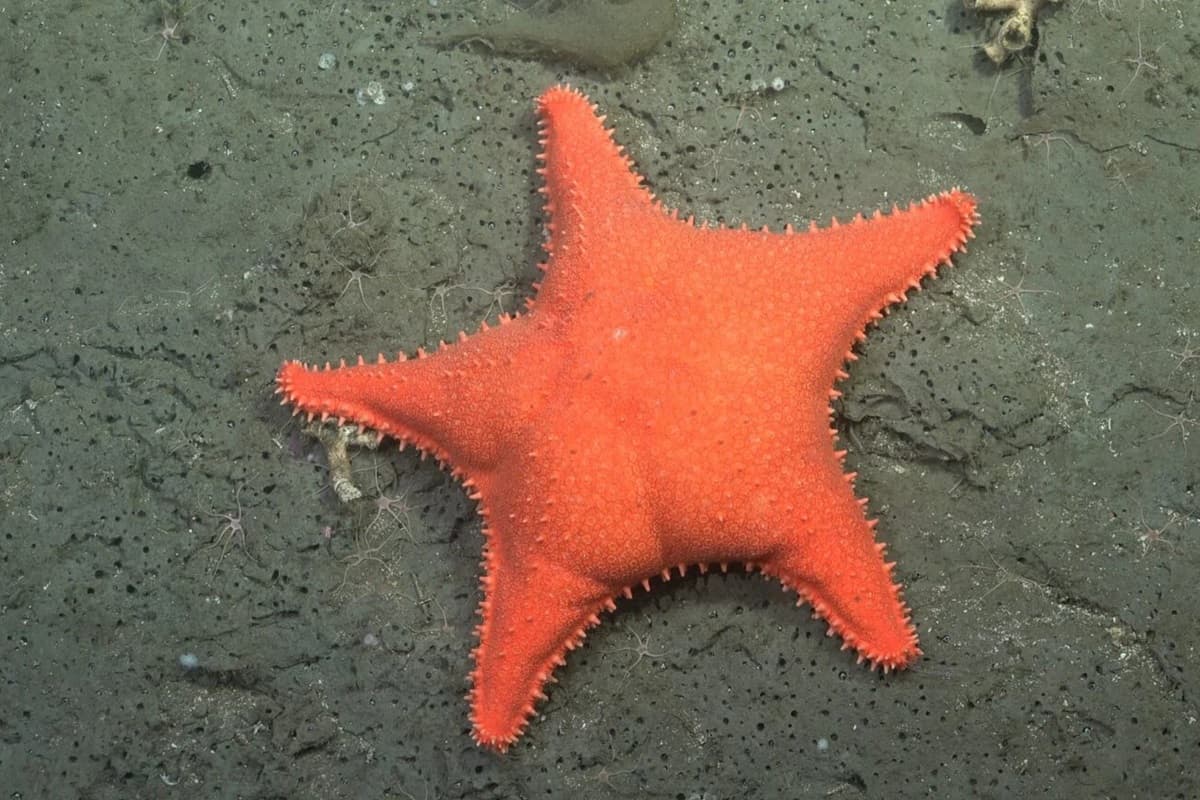 Expedição científica identifica 57 novas espécies no fundo do mar na costa da Argentina
