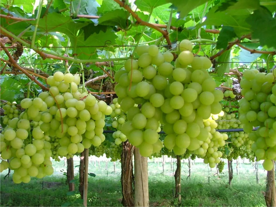 Safra de uva em agosto aumenta oferta e presença da fruta em supermercados de Jales