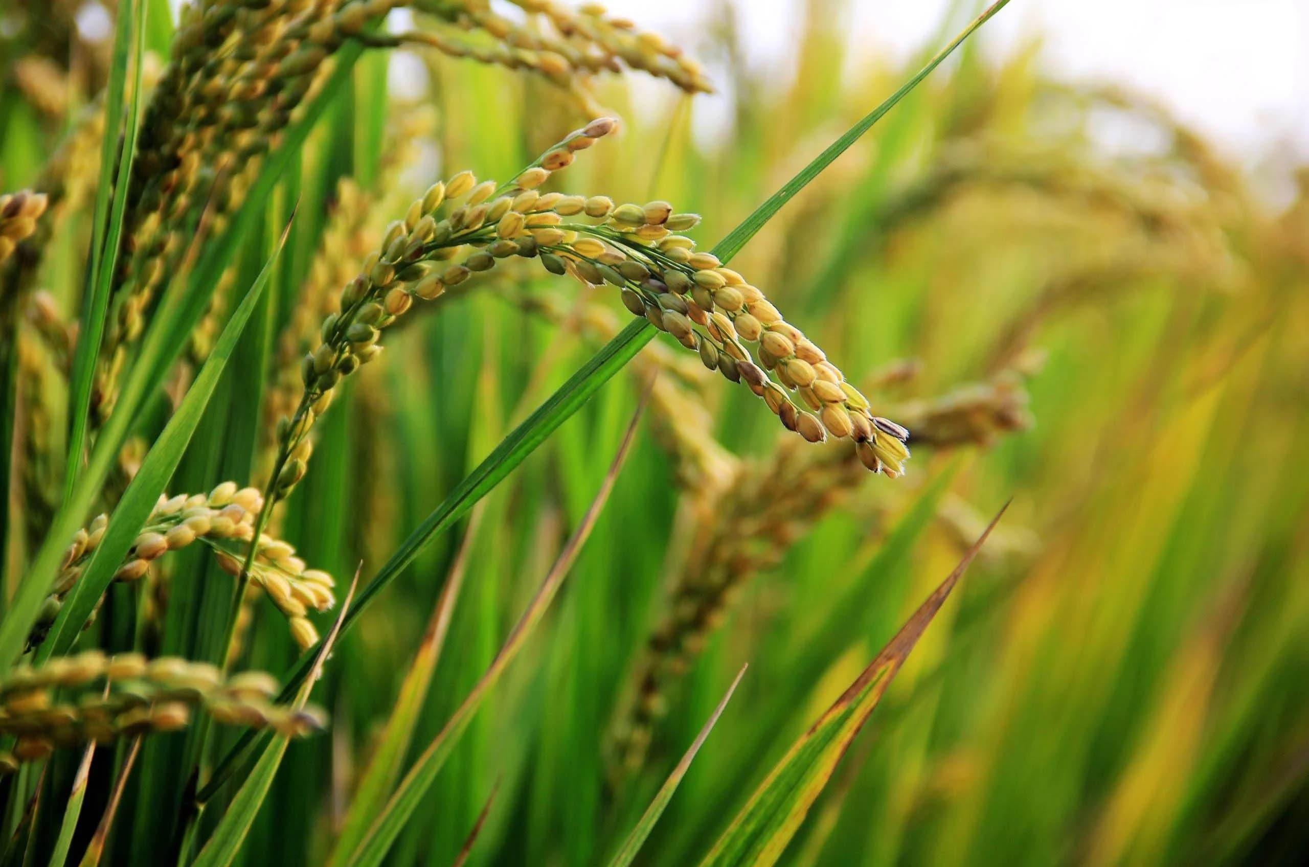 Estudo da Embrapa comprova características únicas de arroz produzido em Porto Marinho