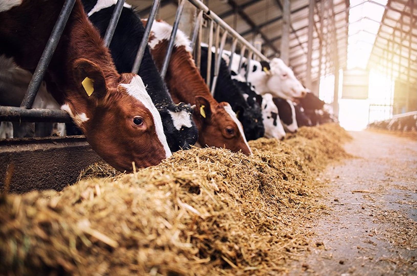 Lei sancionada amplia produtos de estoque público para alimentação de rebanhos