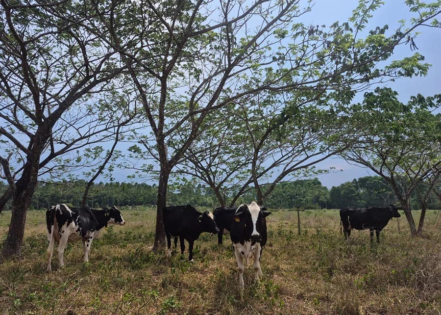 Árvore nativa bordão-de-velho melhora saúde do solo em pastagens